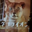 岩合光昭写真展「ネコライオン」